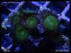 elite_reef_DSC1308.JPG