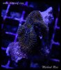 elite_reef_DSC1328.JPG
