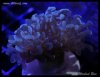 elite_reef_DSC1331.JPG