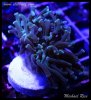 elite_reef_DSC1333.JPG