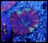 elite_reef2016-03-14 17.17.32.jpg