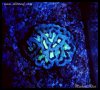 elite_reef2016-03-14 23.14.53.jpg