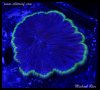 elite_reef_2016-04-14 07.07.32-2.jpg