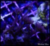 elite_reef_2016-04-14 07.07.48-2.jpg