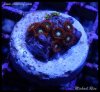 elite_reef_2016-04-14 07.08.07-2.jpg