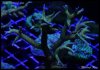 elite_reef_2016-04-14 07.08.46-1.jpg