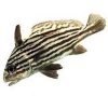 Hi-Hat Drumfish.jpg