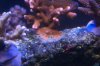 digitata 16.01.16.jpg