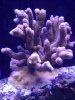 digitata 11.10.16.jpg