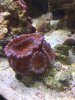 Rainbow acan (November 2016).JPG