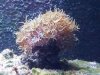 coral1.jpg