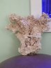 coral1.jpg