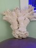 coral1back.jpg