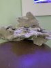 coral2.jpg