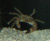 crab1.jpg