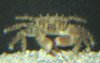 crab2.jpg
