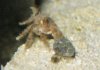 crab4.jpg
