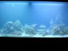 corys re sized 600.jpg