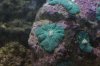 teal shrooms.jpg