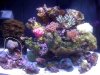 Coral ID.jpg