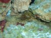 corys.jpg