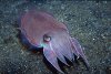 CEFsepia-latimanus61.jpg