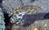 CEFHapalochlaena-lunulata-1.jpg