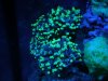 actinic_hammer_small.jpg