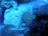 Montastrea_actinic_small.jpg