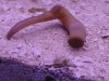 Peanutwormsipunculid.jpg