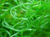 chaetomorpha02-sm.jpg
