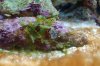 Aquarium 011.jpg