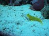 Yellowgoby.jpg