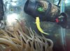 Yellowgoby2.jpg