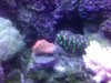 reef - 12-26 029.JPG