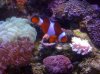 reef - 12-26 050.JPG