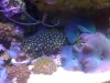 reef - 12-26 055.JPG