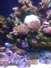 reef - 12-26 057.JPG