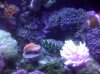 reef - 12-26 036.JPG