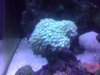 reef - 12-26 027.JPG