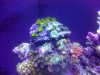 reef - 12-26 043.JPG