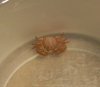 crab.jpg