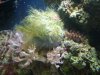 hairy snail2.JPG