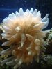 anenome3.JPG