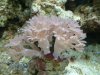 pulsating xenia.JPG