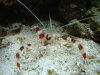 shrimp.JPG