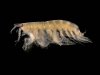 800px-Bathyporeia_pelagica.jpg