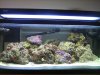 fishtankOtober010.jpg