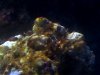 whitewithroundedtip.jpg