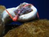 Blue Octocoral 1.JPG